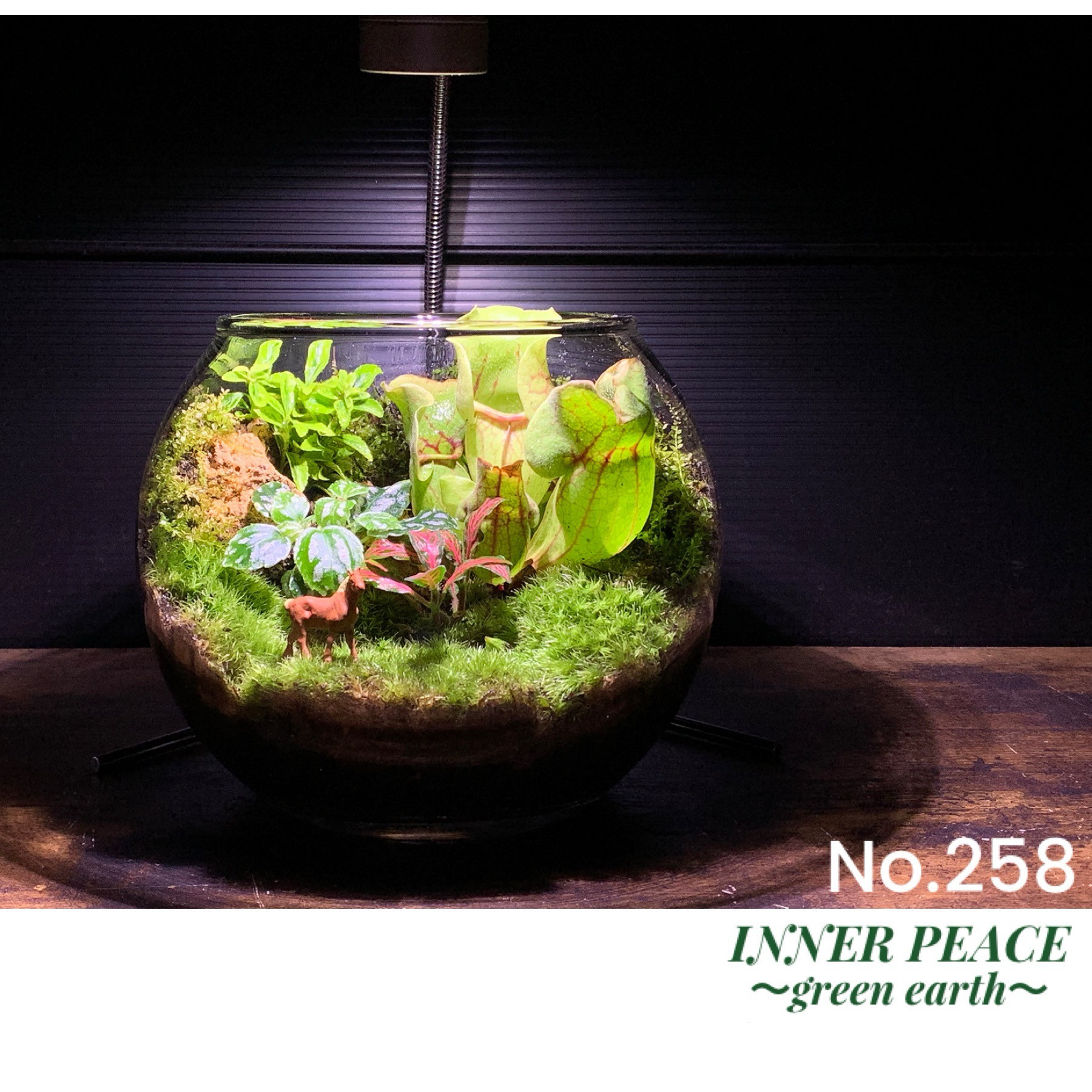 No.300 苔アート 苔テラリウム 食虫植物 ウツボカズラ 完成品