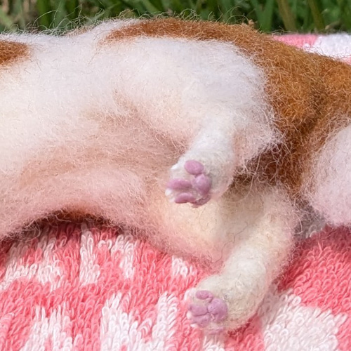 もの静かな姉・わちゃわちゃな弟】コイケル【鼻先からお尻まで12.2cm