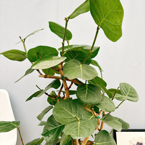 現品海葡萄シーグレープ曲がり特大13番観葉植物インテリアグリーン