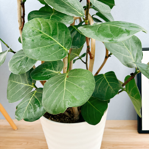 現品 海葡萄 シーグレープ 曲がり 特大 18番 観葉植物 インテリア