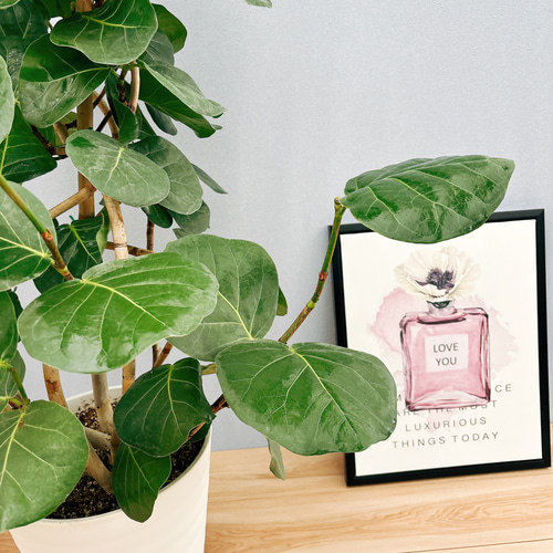 現品海葡萄シーグレープ曲がり特大13番観葉植物インテリアグリーン