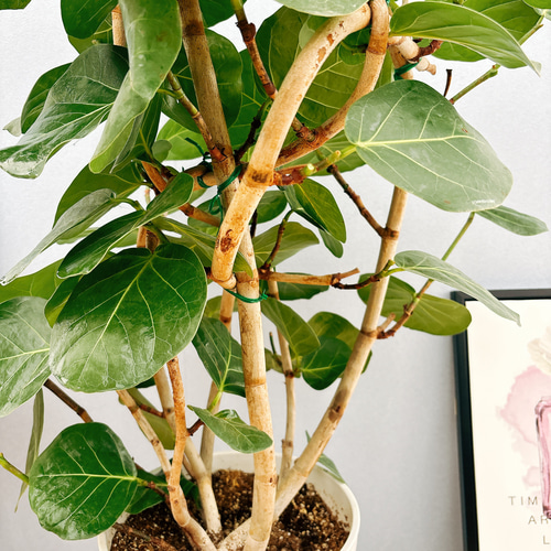 シーグレープ　13 海葡萄 シーグレープ 曲がり 特大 13番 観葉植物 インテリアグリーン