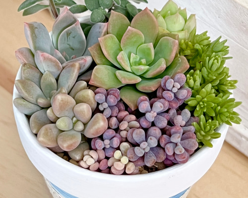 コアママです*＊多肉植物寄せ植え♡スタンド型Book鉢*º.:＊ コアママ様専用です*＊多肉植物寄せ植え♡スタンド型Book鉢*º