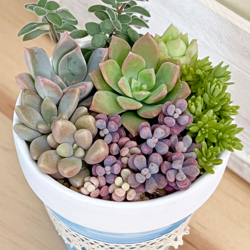 kiyoe(多肉植物寄せ植え) 多肉の寄せ植え｜Suu'sGreenRoom