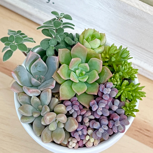 きまぐれ寄せ植え＊多肉植物＊鉢ごと 多肉植物 ＊N＊ 通販