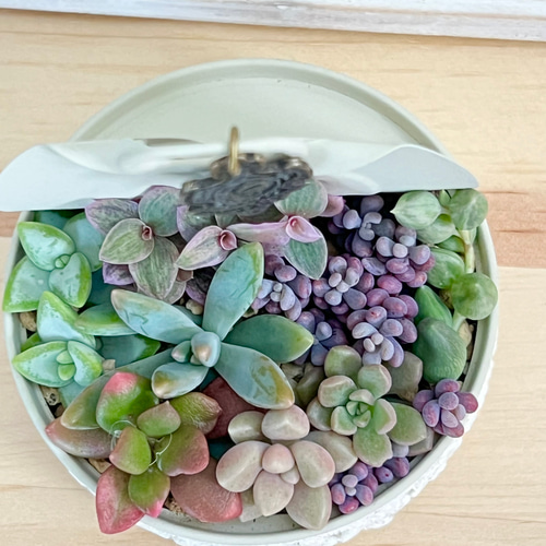 スプリングワンダー×だるま姫秀麗入り！気まぐれ寄せ植え♡⃛多肉植物