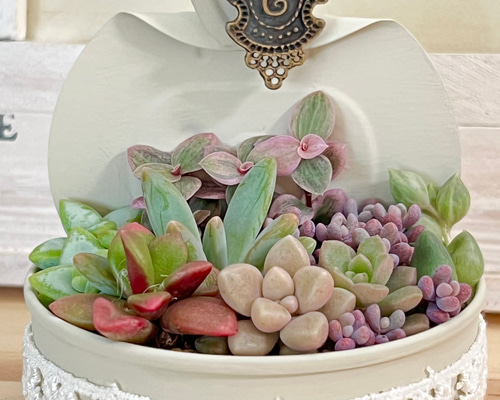 スプリングワンダー×だるま姫秀麗入り！気まぐれ寄せ植え♡⃛多肉植物