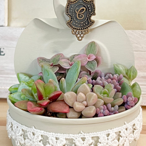 スプリングワンダー×だるま姫秀麗入り！気まぐれ寄せ植え♡⃛多肉植物