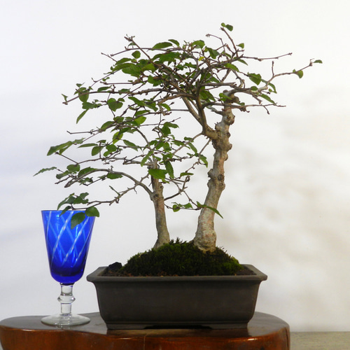 ☆ENGEI ichioki☆岩四手・イワシデ・小品盆栽◇育てやすい盆栽 ☆ENGEI ichioki☆岩四手・イワシデ・小品盆栽◇育てやすい盆栽
