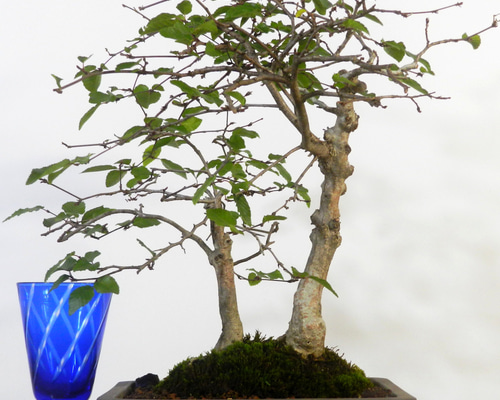 ☆ENGEI ichioki☆岩四手・イワシデ・小品盆栽◇育てやすい盆栽樹です