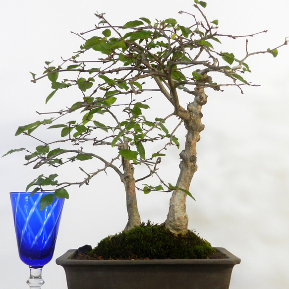 ☆ENGEI ichioki☆岩四手・イワシデ・小品盆栽◇育てやすい盆栽樹です