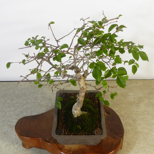 ☆ENGEI ichioki☆岩四手・イワシデ・小品盆栽◇育てやすい盆栽 ☆ENGEI ichioki☆岩四手・イワシデ・小品盆栽◇育てやすい盆栽