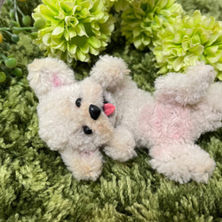 モールドール へそ天 トイプードルクリーム プードルクリーム モール