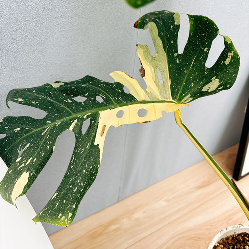 現品］【希少】2番 モンステラ デリシオーサ 斑入り 8号 観葉