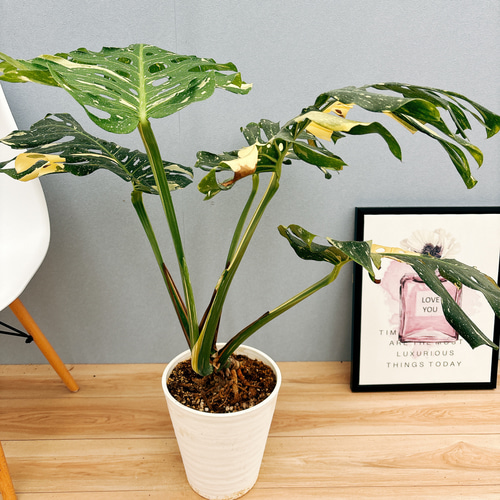 モンステラ斑入り　デリシオーサ実生株　2鉢セット モンステラ デリシオーサ実生株 斑入り 2鉢セット