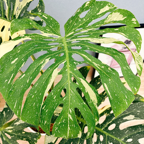 現品］【希少】2番 モンステラ デリシオーサ 斑入り 8号 観葉