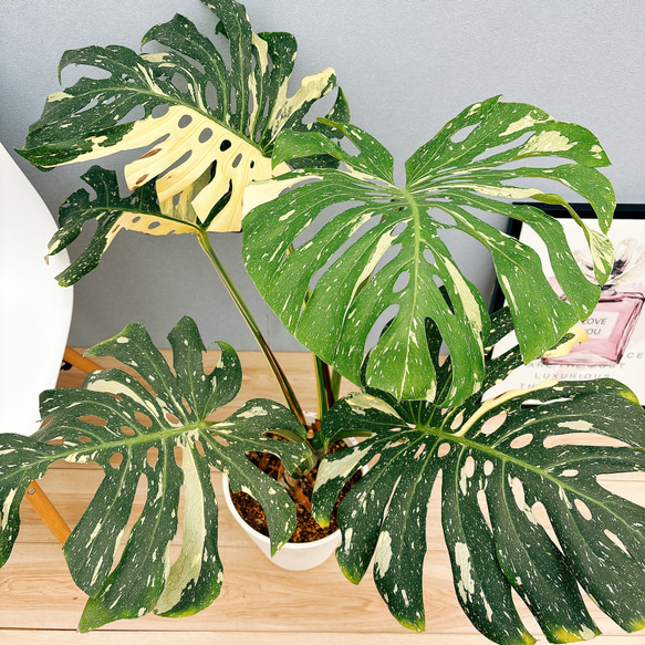 モンステラ35 斑入　マスターピース　デリシオーサ　葉付き　発根済み コレクション】モンステラ デリシオーサ 'マスターピース