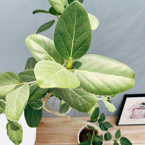 現品］4番 フィカス ベンガレンシス 曲がり 8号 観葉植物 室内