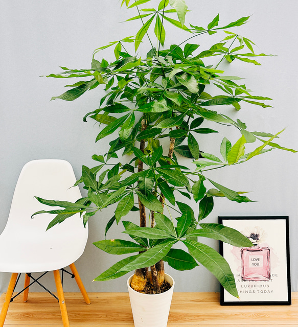 現品］☆特別価格☆ パキラ 3本植え 古木 8号 プラコッタ鉢皿