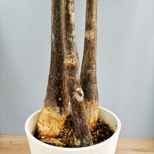 現品］☆特別価格☆ パキラ 3本植え 古木 8号 プラコッタ鉢皿