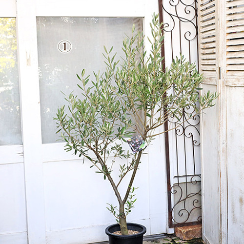 送料無料現品販売 常緑樹木 オリーブ シプレッシーノ 7号 高さ120cm  