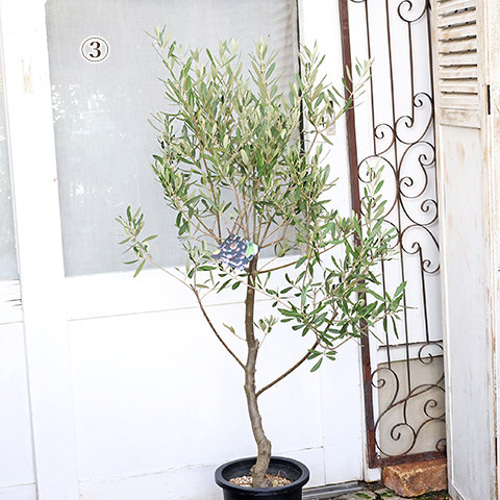 送料無料現品販売 常緑樹木 オリーブ シプレッシーノ 7号 高さ120cm