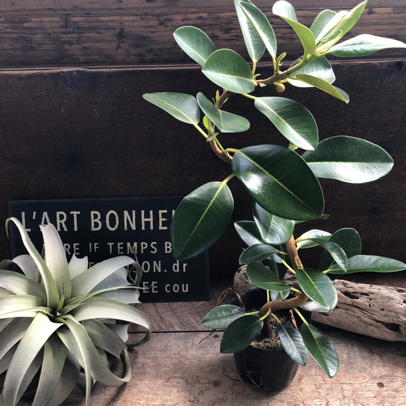 フランスゴムの木♡曲がり木♡観葉植物♡曲がった幹♡ アートフラワー