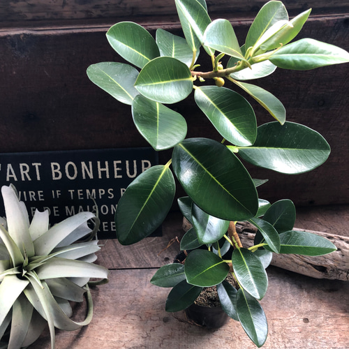 フランスゴムの木 特大サイズ 曲がり樹形 美形 幹太 観葉植物