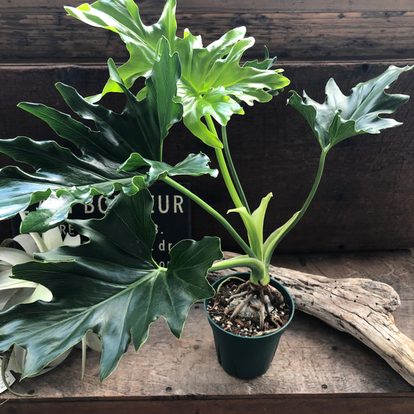 根上がりセローム♡観葉植物♡インテリア♡ガーデニング アート