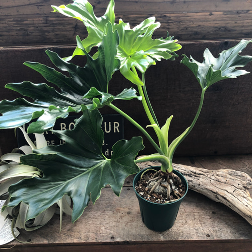 根上がりセローム♡観葉植物♡インテリア♡ガーデニング アート