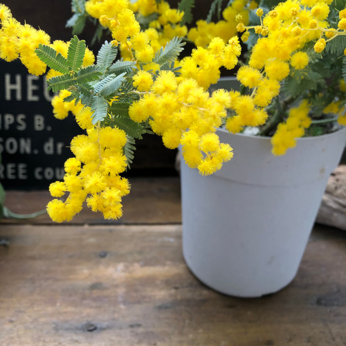 ミモザの苗♡超希少♡アカシア♡即完売♡ アートフラワー パリジェンヌ