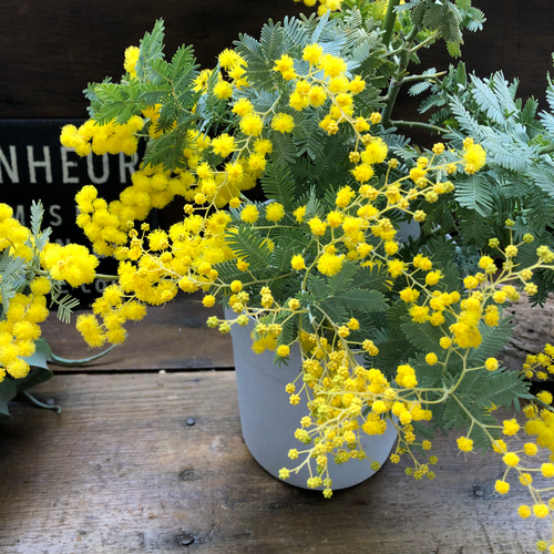 ミモザの苗♡超希少♡アカシア♡即完売♡ アートフラワー パリジェンヌ