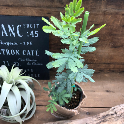 ミモザ　SAR PSA9 ミモザ psa9」の激安通販 | magi