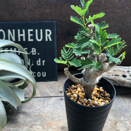 センナ メリディオナリス♡Senna meridionalis ♡コーデックス♡塊根