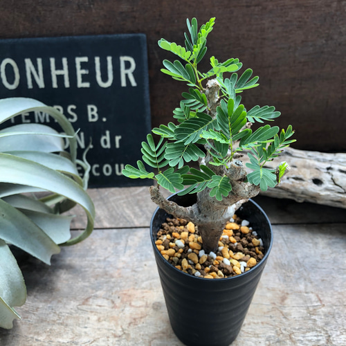 センナメリディオナリス　中型　塊根植物　観葉植物 センナ メリディオナリス/盆栽、多肉植物、塊根植物、観葉植物
