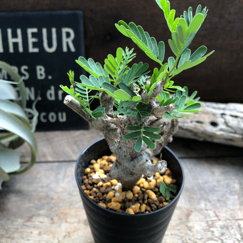 センナ メリディオナリス♡Senna meridionalis ♡コーデックス♡塊根