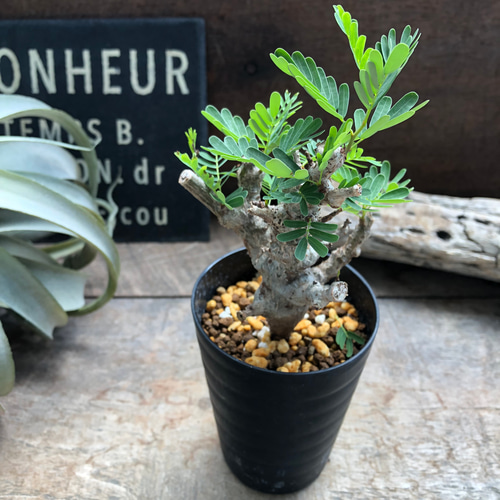 センナ・メリディオナリス 3.5号　塊根植物　コーデックス センナ メリディオナリス♡Senna meridionalis ♡コーデックス