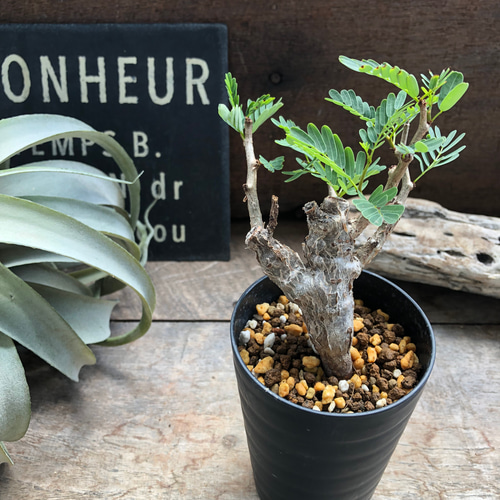 センナ メリディオナリス♡Senna meridionalis ♡コーデックス♡塊根