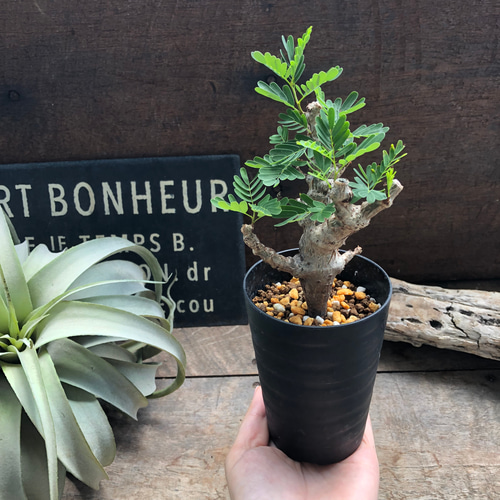 センナ メリディオナリス♡Senna meridionalis ♡コーデックス