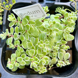 斑入り葉セダム　鉢のまま発送　セダム　多肉植物　浜万年草錦 e49881d62084ce77a4aef7cebd8ad2