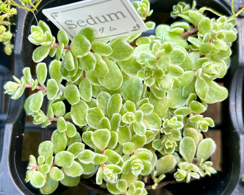 斑入り丸葉万年草 セダム 多肉植物 多肉植物 プクニク 通販 18236906