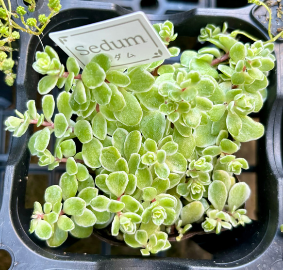 多肉植物　セダム　斑入り森村万年草　カット苗　10カット 森村万年草 モリムラマンネングサ カット苗10個 多肉植物 セダム