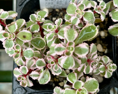 44211e9b5948375bf97022bdfebff1