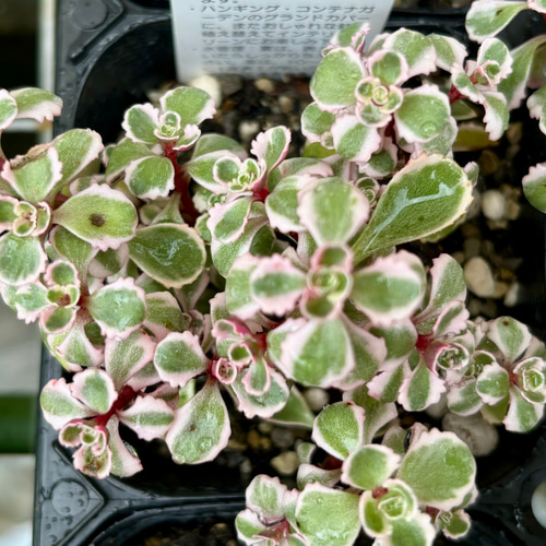 多肉植物 セダム トリカラー  抜き苗♡ トリカラー セダム | RuPo 多肉植物専門店