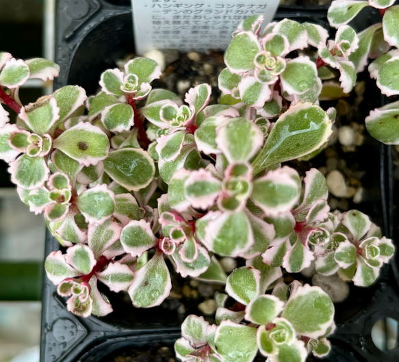 トリカラー セダム 多肉植物 多肉植物 プクニク 通販 18236912