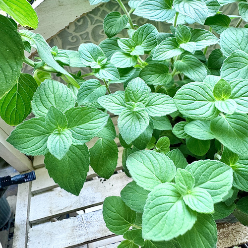 レモンミント苗 レモンミント ミント の特徴と育て方 | 苗木部の部室 〜苗木、育てよう