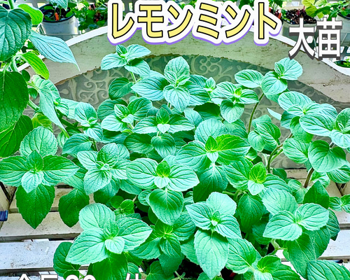 レモンミント苗 000000013381-02-l.jpg?t=