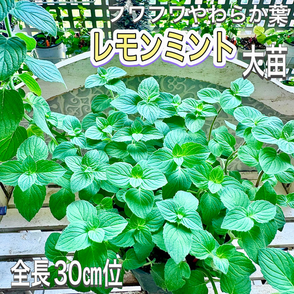 注目の福袋をピックアップ！ レモンミント 株分 レモンの風味があるフルーティーな香り 苗 ハーブ