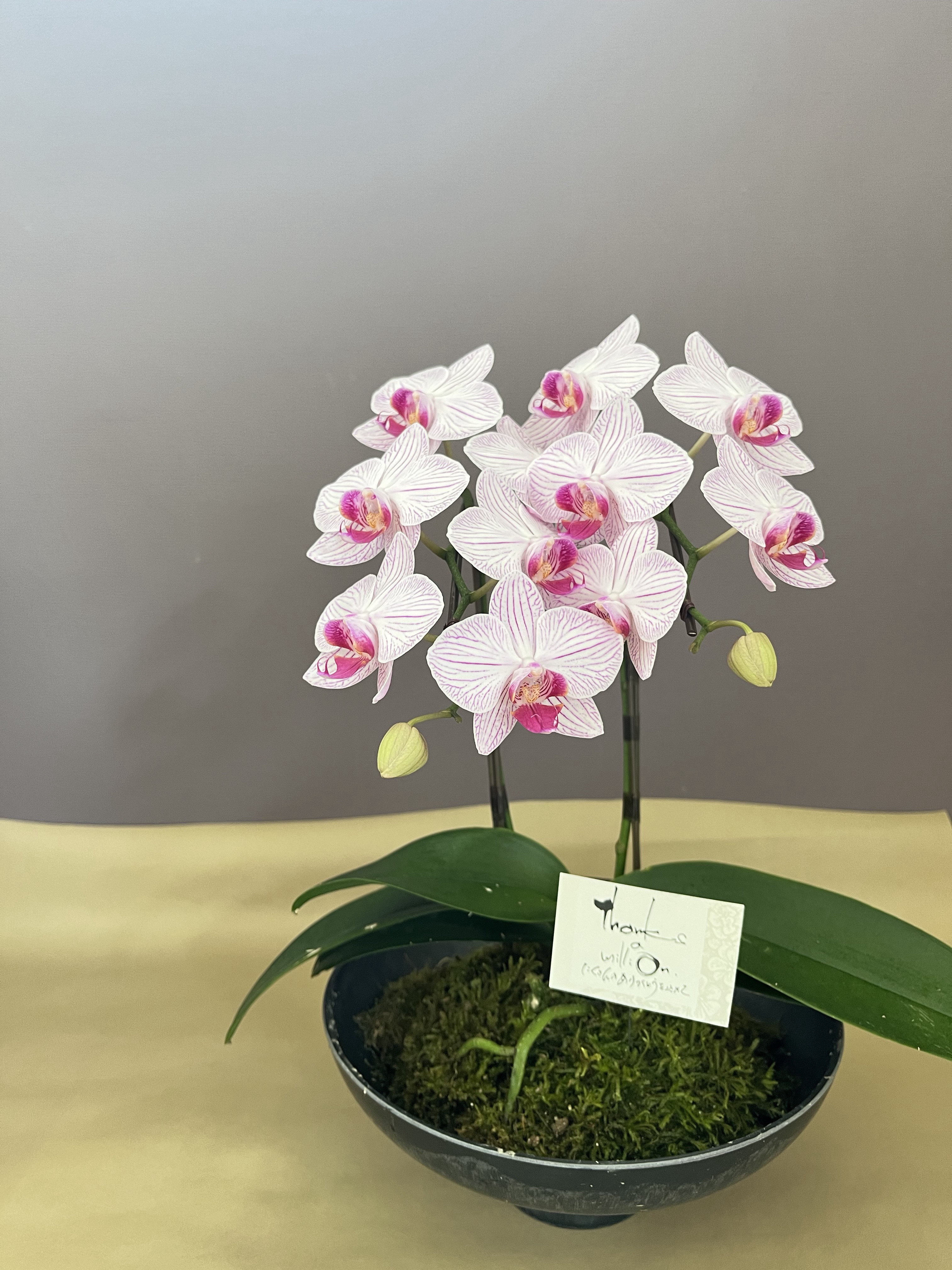 蘭植え込み