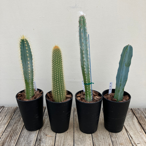 サボテン4鉢セット＊竜神木＊アゼレウス＊ハーゲオセレウス